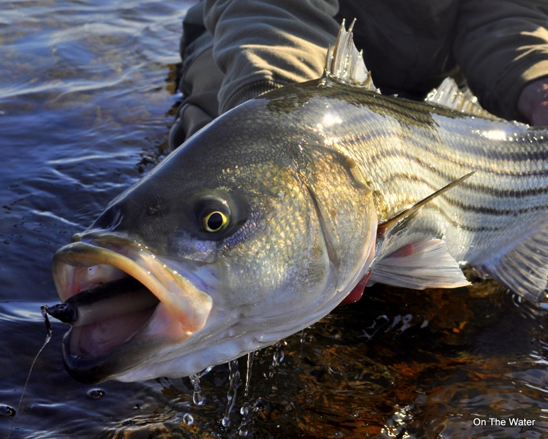 How To Fish a Tube and Worm for Stripers Salty Cape