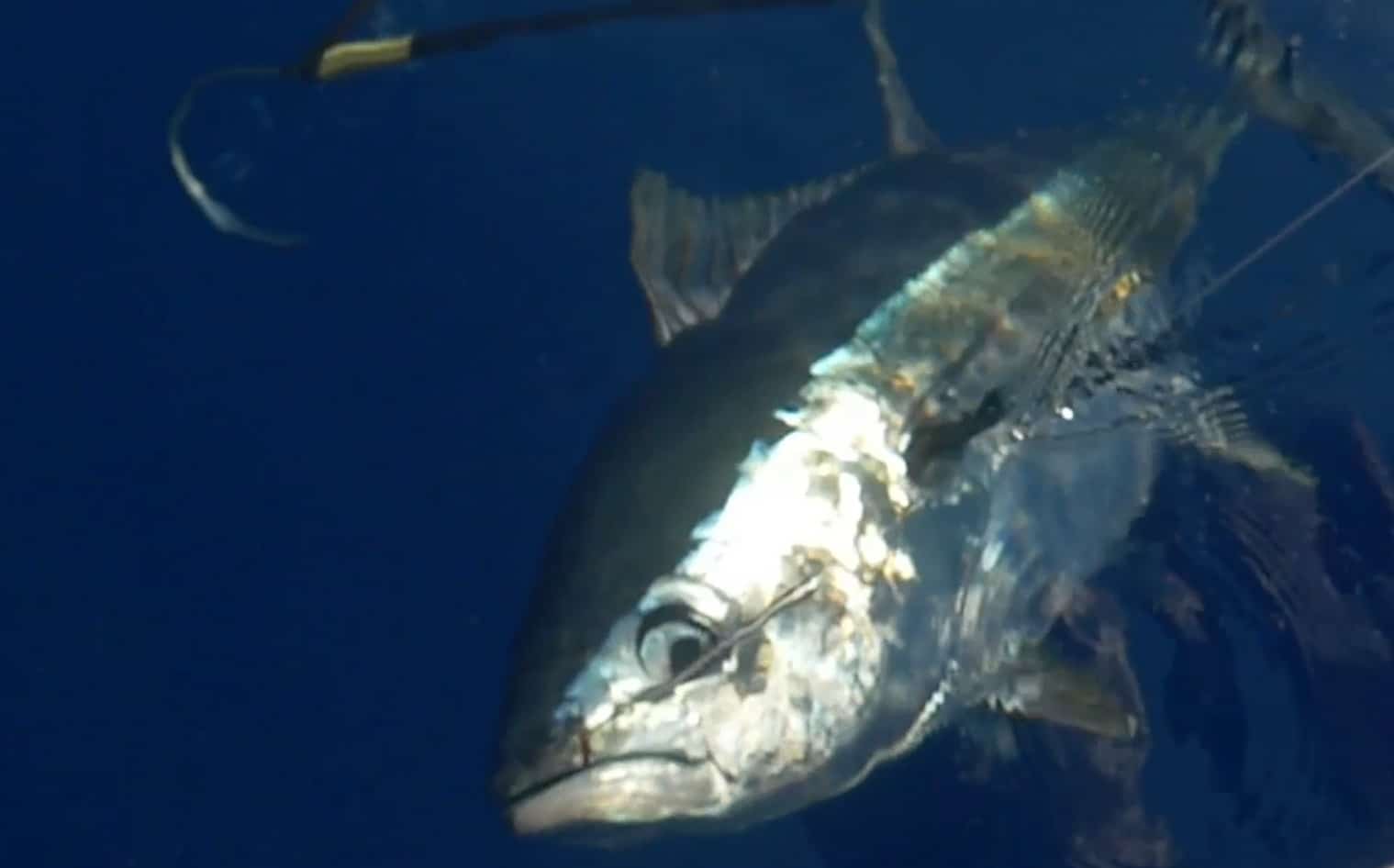 Video Vertical Jigging for Big Eye Tuna Salty Cape