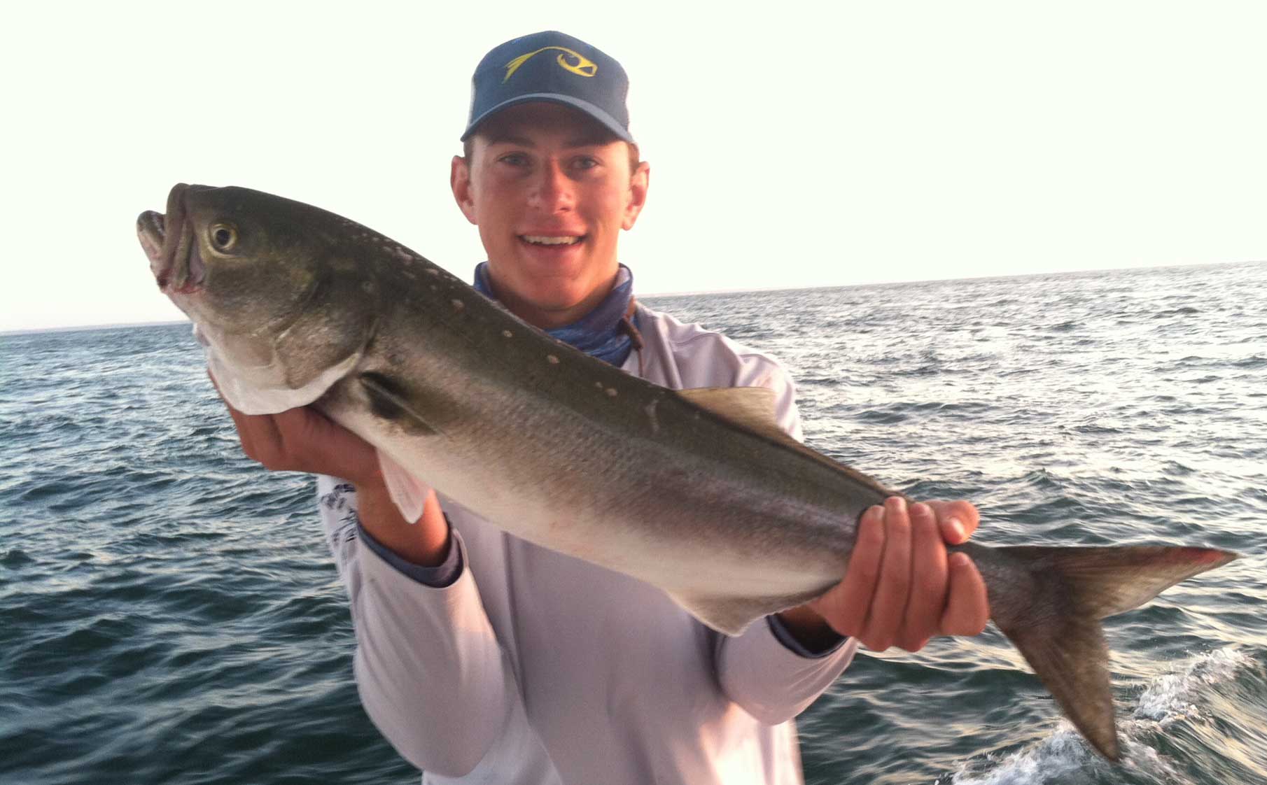 bluegriffon and bluefish 2015 bluegriffon and bluefish 2015