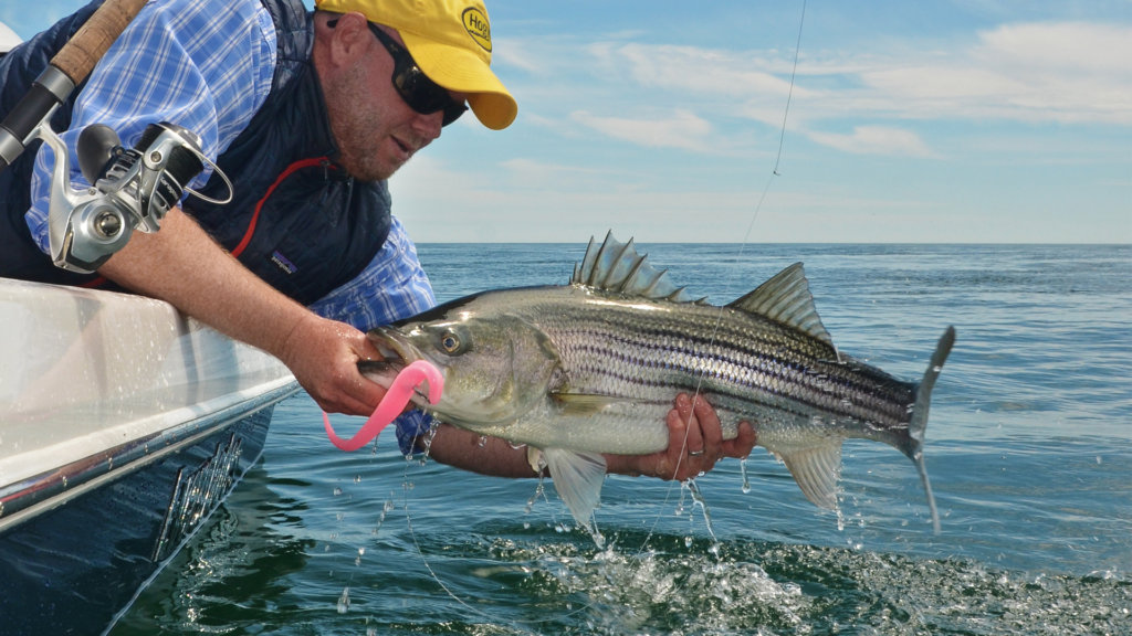 Capt. Mike Hogan's Spring Striper Fishing Cape Cod With Hogy Lures