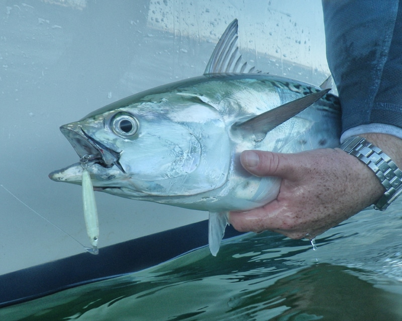 Schleppköder Trolling Lure Thunfisch Bonito Mittelmeer für kleine Fische 