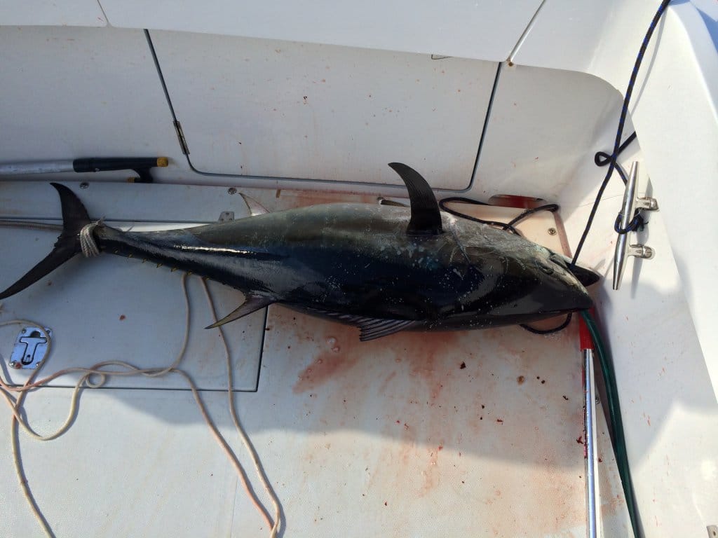 BC Buoy Bluefin Tuna Trolling Fishing Reports