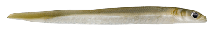 Hogy 6.6" Skinny Sand Eel in Light Sand