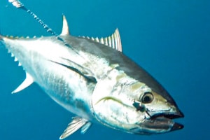 How To: Releasing Bluefin Tuna - Salty Cape