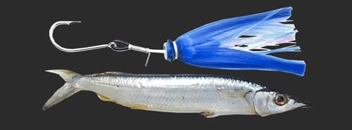 Coxes Ledge – Salty Cape