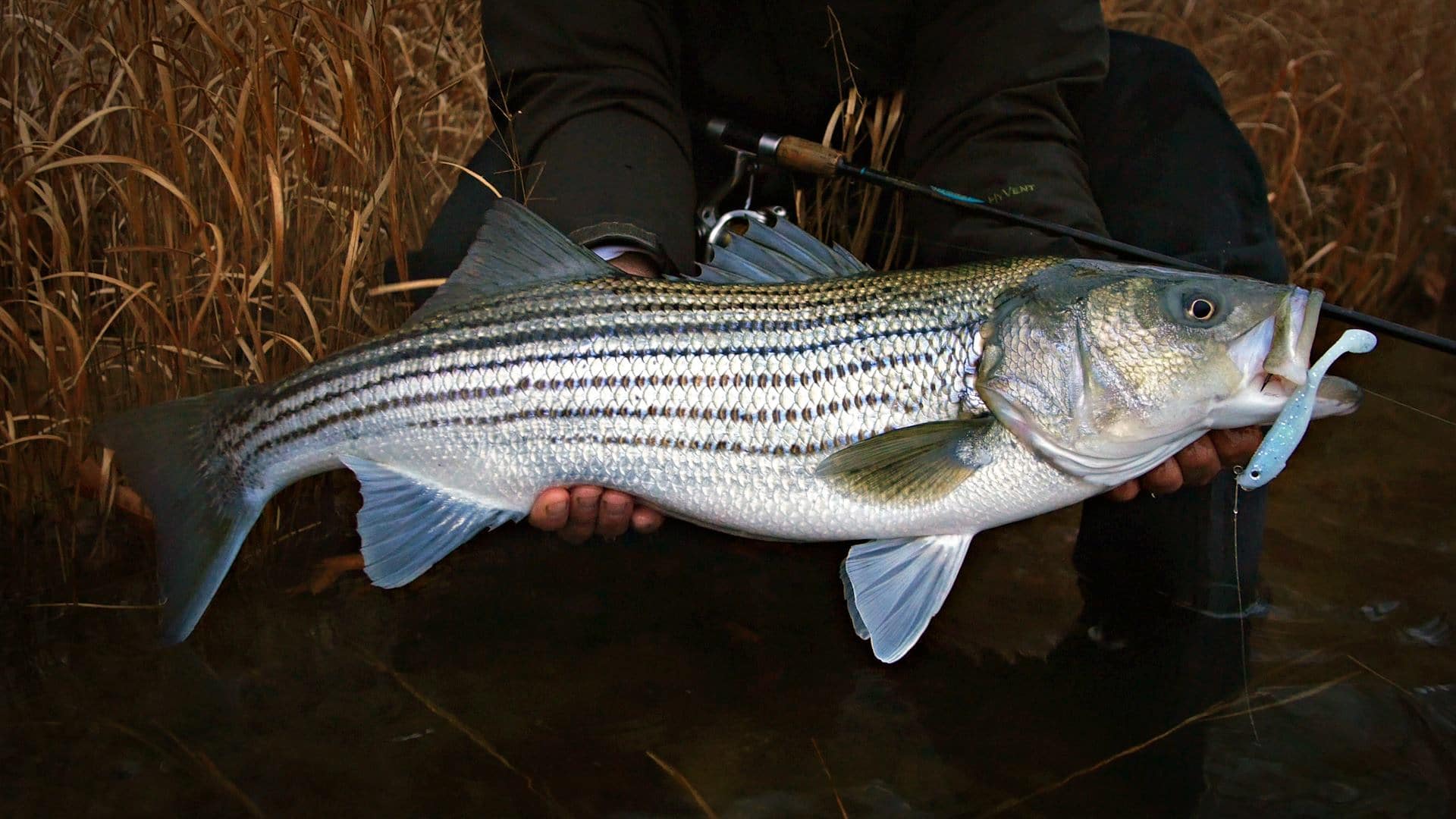 holdover striped bass