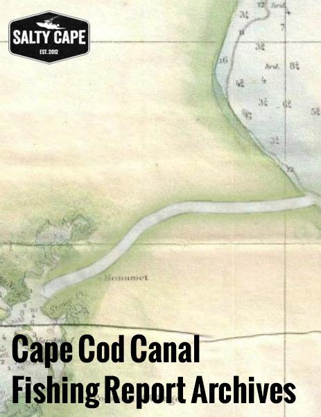 Download - Cape Cod Canal Fishing Report Archives - Salty Cape