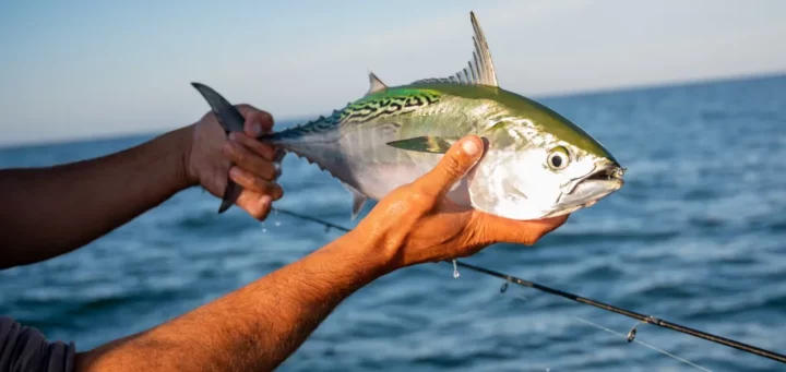 How To: Releasing False Albacore - Salty Cape